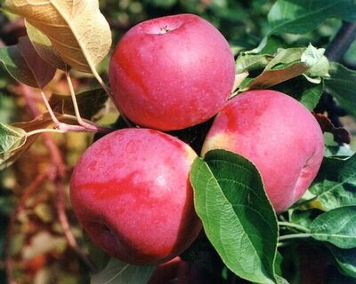 paulared apples on a branch