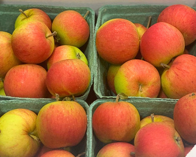 vermont grown eco heirloom kerry's irish pippin apple