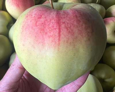 vermont grown ginger gold apples