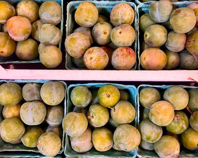 vermont eoc green gage plums