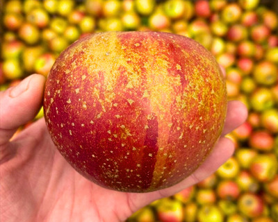 eco vermont grown reine des reinettes heirloom apple