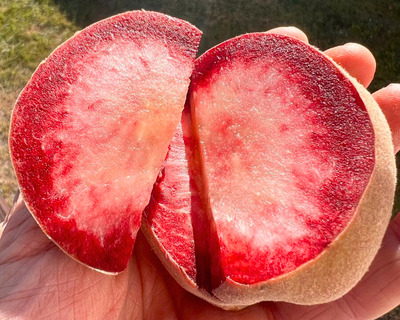 vermont grown eco blood peach