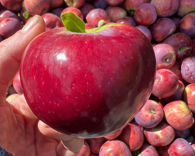 vermont grown eco cortland apple