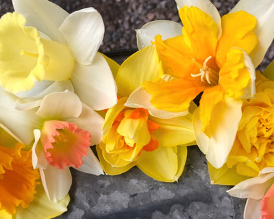 bright yellow and orange heirloom narcissus