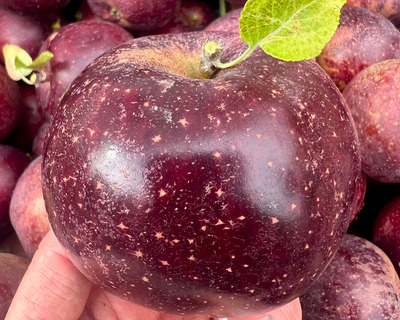 black oxford heirloom apple vermont