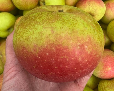 heirloom belle de boskoop apple vermont