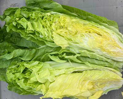 vermont grown organic sugarloaf chicory