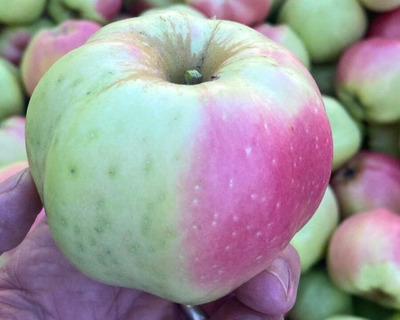 calville blanc d'hiver