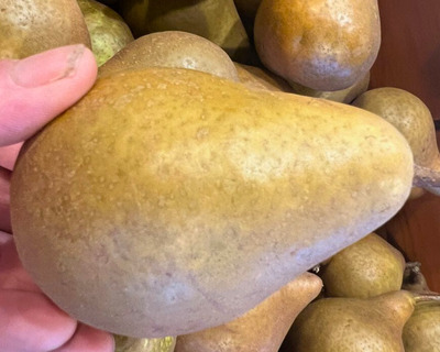vermont grown bosc pear
