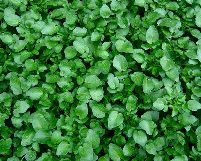 organic upland cress