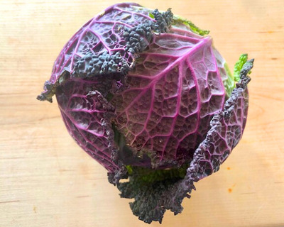 organic vermont grown purple savoy cabbage