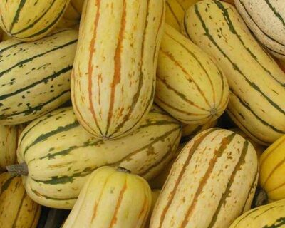 squash delicata