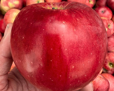 northern spy heirloom eco apple vermont