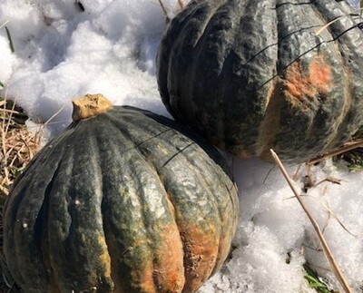 squash winter tetsukabuto organic