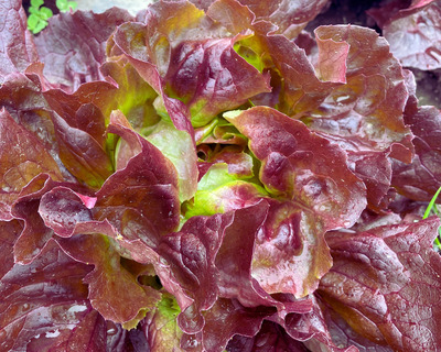 red butterhead lettuce