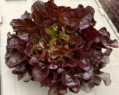organic vermont grown red oak lettuce