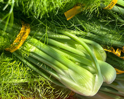 organic vermont bunched baby fennel