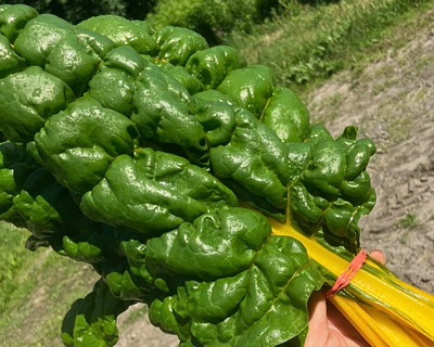 organic vermont grown bunched golden chard