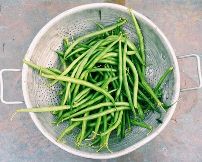 organic vermont grown green beans