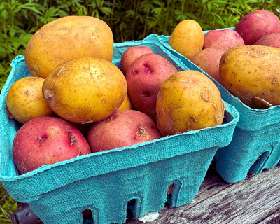 pints of frehsly harvested organic vermont grown new potatoes