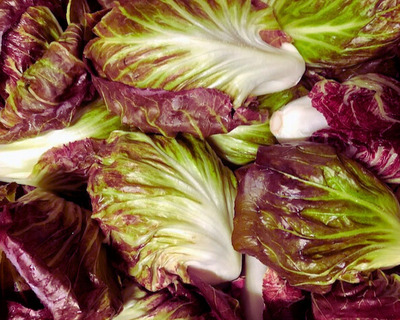 gorgeous red and green vermont organic radicchio