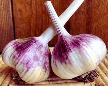 uncurend inchelium red garlic