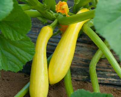 summer squash organic vermont