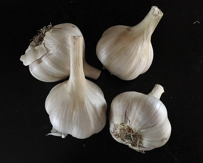 garlic bulbs