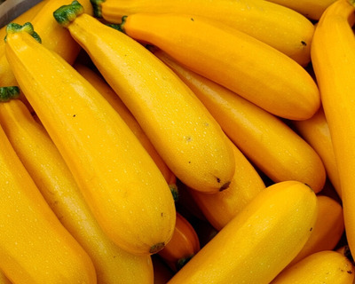 organic vermont grown gold bar zucchini