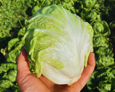 organic vermont grown variegated chioggia radicchio