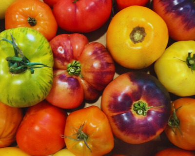 organic vermont heirloom tomatoes purple green red and orange