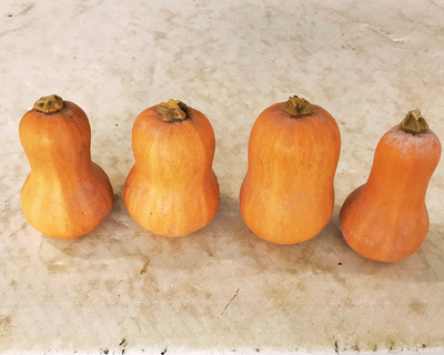 four baby butternut squash