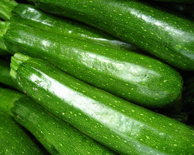 organic vermont grown zucchini