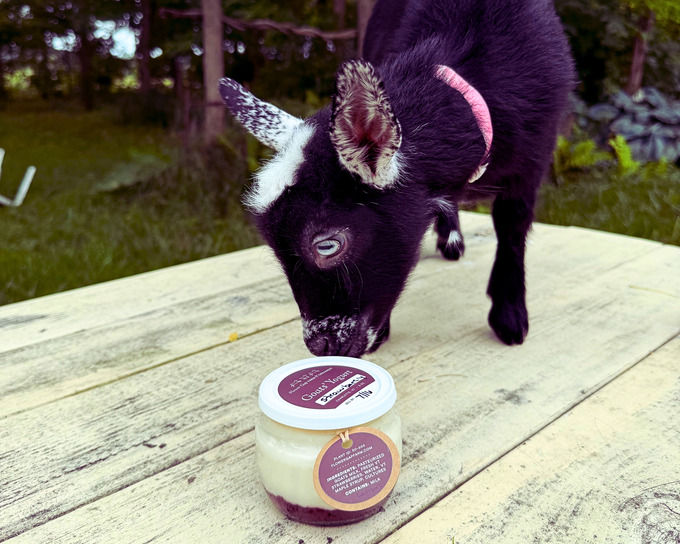 a Nigerian dwarf goat from Flower Gap Farm and Creamery, Vermont