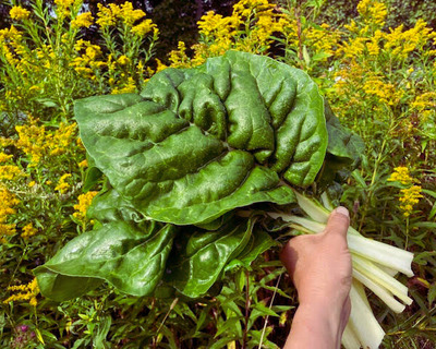 organic vermont frown swiss chard