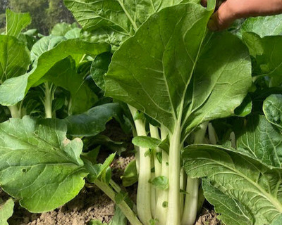 organic bok choi