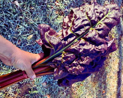 black midnight chard