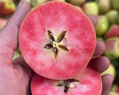 pink cross section of a hidden rose apple