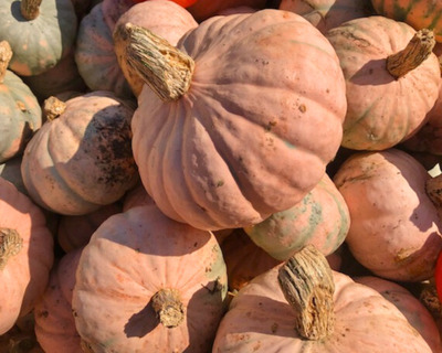 organic vermont grown winter blush squash