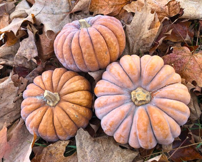organic vermont grown futsu squash