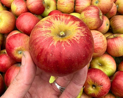 vermont grown eco heirloom apple cox's orange pippin