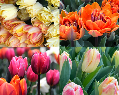 fragrant princess tulip bulbs