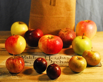 a mixed bag of organic vermont apples