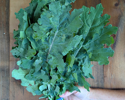 organic white russian kale
