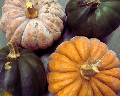 acorn and futsu squash organic vermont
