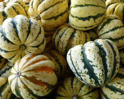 vermont grown carnival squash