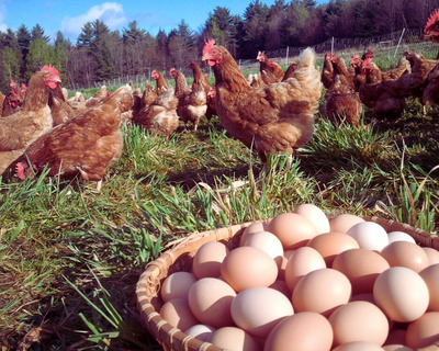 pastured organic eggs