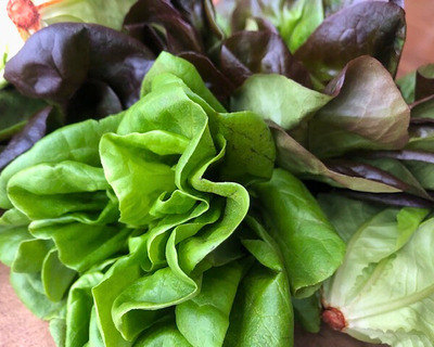 baby lettuce heads