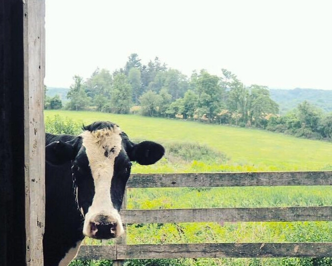 a dairy cow on ronnybrook farm dairy ancramdale new york