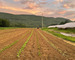dutton berry farm, vermont